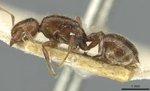 Crematogaster margaritae - RMCAENT000017764
