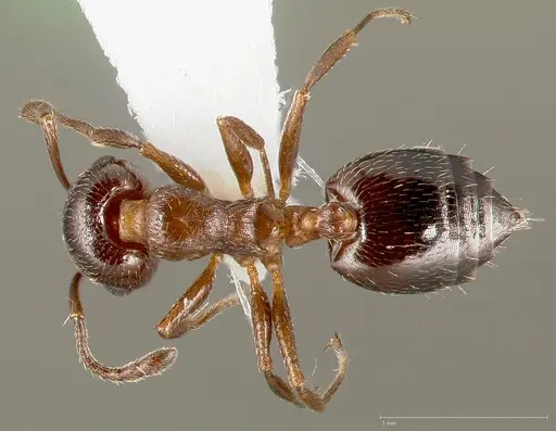 Crematogaster marioni specimen