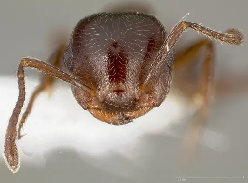 Crematogaster marioni specimen
