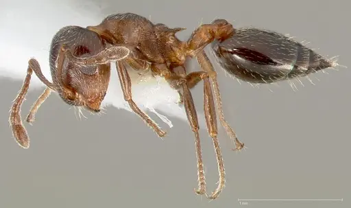 Crematogaster marioni specimen