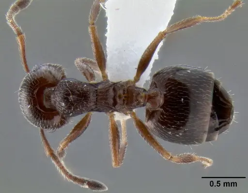 Crematogaster marioni - CASENT0193063
