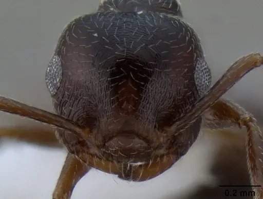 Crematogaster marioni - CASENT0193063