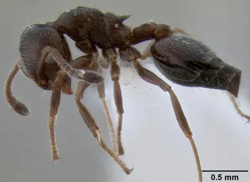 Crematogaster marioni - CASENT0193063