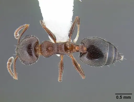 Crematogaster marioni - CASENT0761114