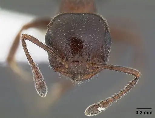 Crematogaster marioni - CASENT0761114