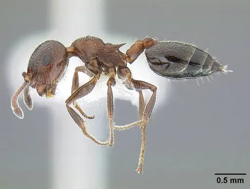 Crematogaster marioni - CASENT0761114