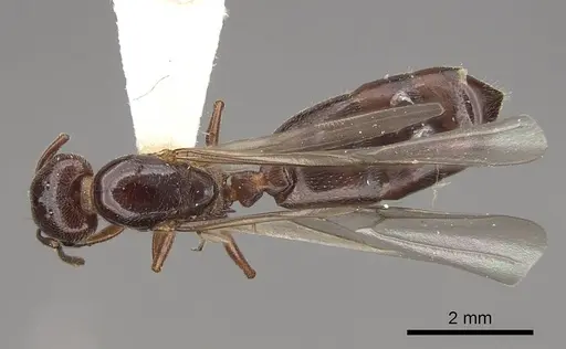 Crematogaster marioni - CASENT0843681