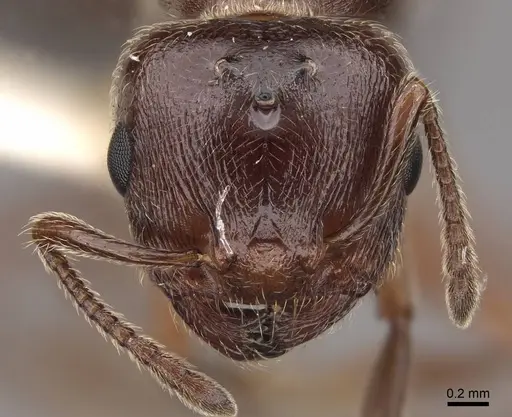 Crematogaster marioni - CASENT0843681