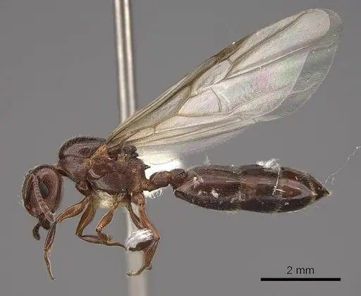 Crematogaster marioni - CASENT0843681