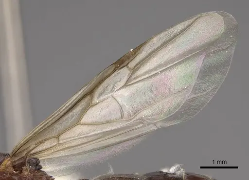 Crematogaster marioni - CASENT0843681