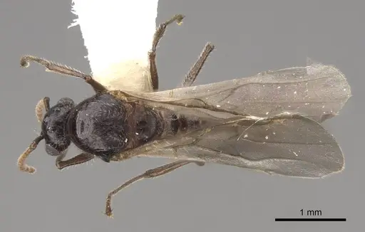 Crematogaster marioni - CASENT0843682