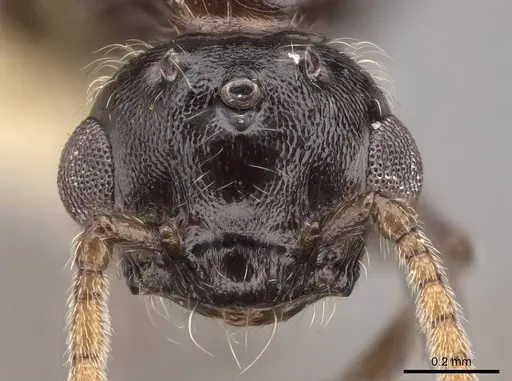 Crematogaster marioni - CASENT0843682