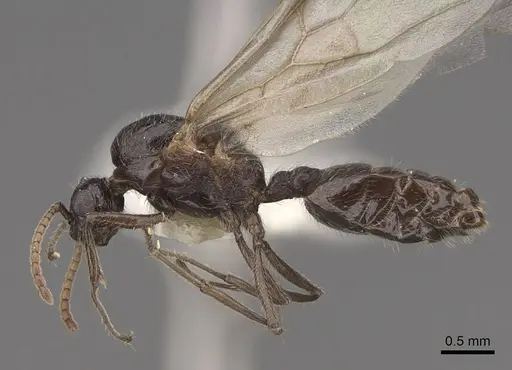 Crematogaster marioni - CASENT0843682