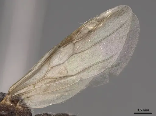 Crematogaster marioni - CASENT0843682