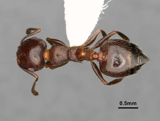 Crematogaster marioni - CASENT0886896