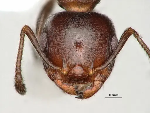 Crematogaster marioni - CASENT0886896