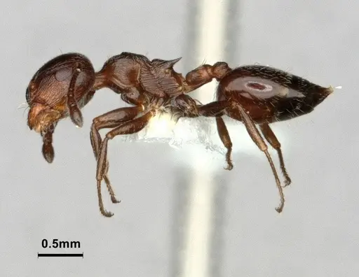 Crematogaster marioni - CASENT0886896