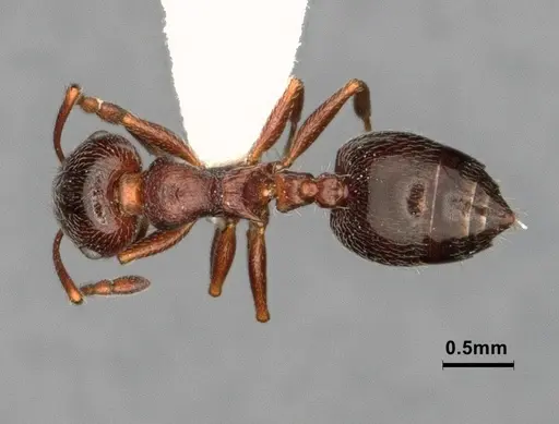 Crematogaster marioni - CASENT0886897