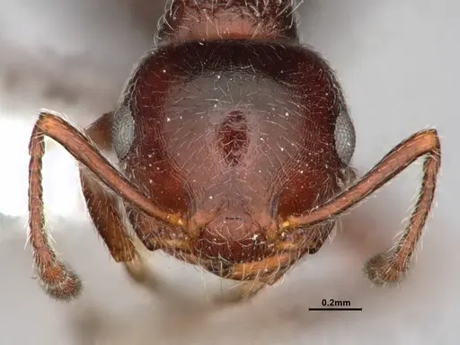Crematogaster marioni - CASENT0886897