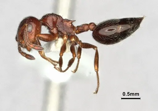 Crematogaster marioni - CASENT0886897