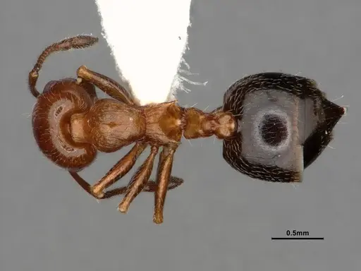 Crematogaster marioni - CASENT0886984