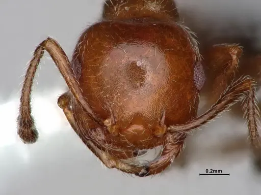 Crematogaster marioni - CASENT0886984