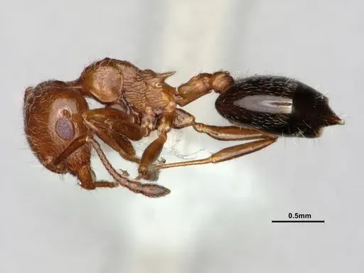 Crematogaster marioni - CASENT0886984