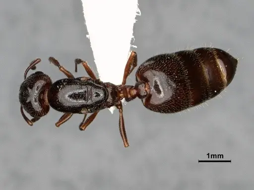 Crematogaster marioni - CASENT0886987