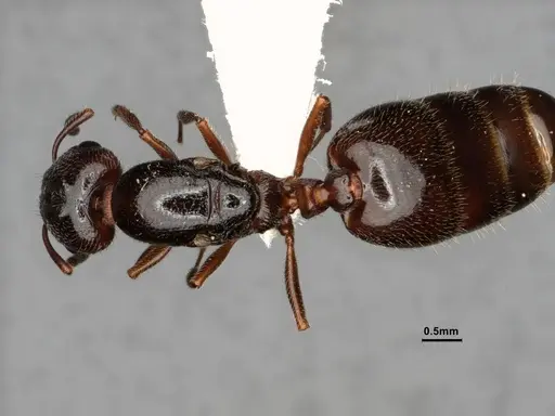 Crematogaster marioni - CASENT0886987