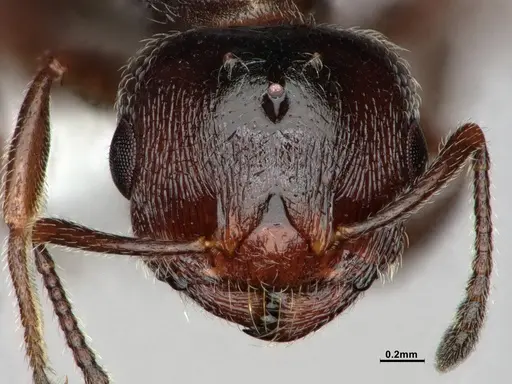 Crematogaster marioni - CASENT0886987