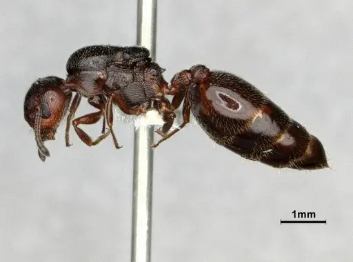 Crematogaster marioni - CASENT0886987