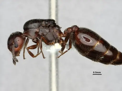 Crematogaster marioni - CASENT0886987