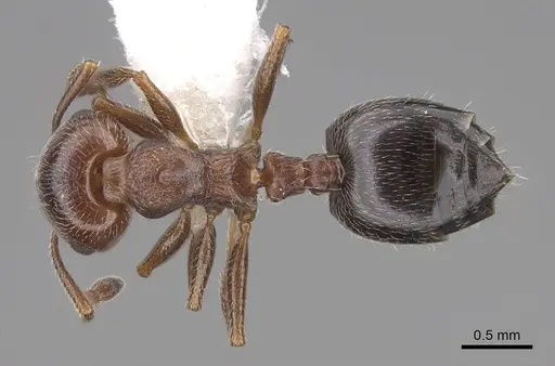 Crematogaster marioni - CASENT0922734