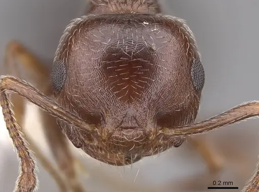 Crematogaster marioni - CASENT0922734