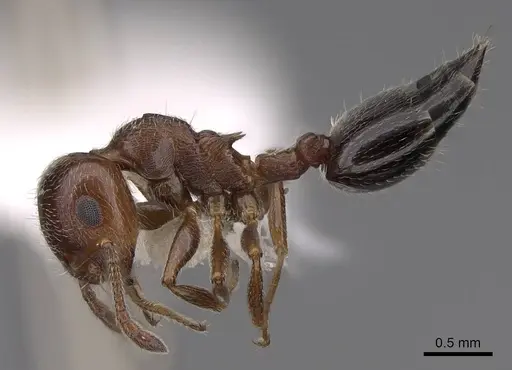 Crematogaster marioni - CASENT0922734
