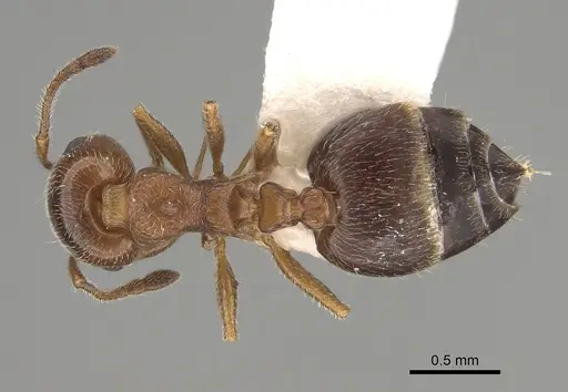 Crematogaster marioni - LACMENT164545