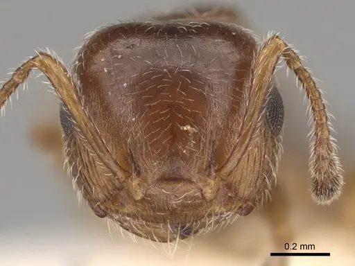 Crematogaster marioni - LACMENT164545