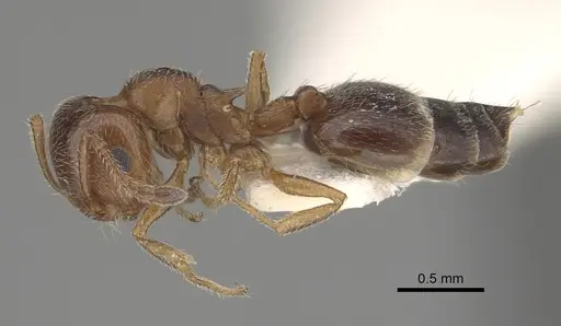 Crematogaster marioni - LACMENT164545