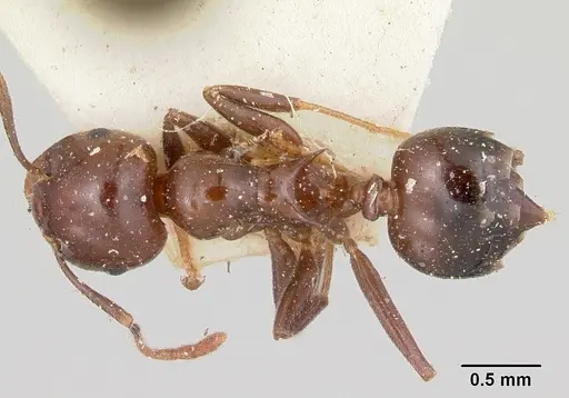 Crematogaster marthae specimen