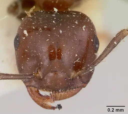 Crematogaster marthae specimen