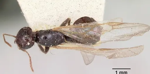 Crematogaster marthae - CASENT0101858