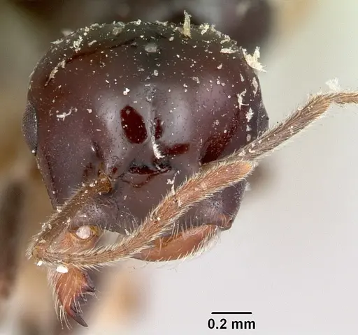 Crematogaster marthae - CASENT0101858
