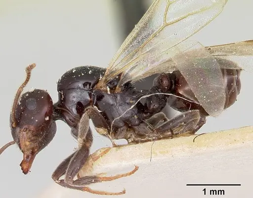 Crematogaster marthae - CASENT0101858