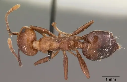 Crematogaster marthae - CASENT0102939