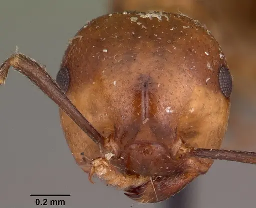 Crematogaster marthae - CASENT0102939