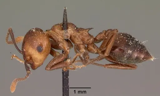 Crematogaster marthae - CASENT0102939