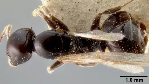 Crematogaster marthae - CASENT0171185