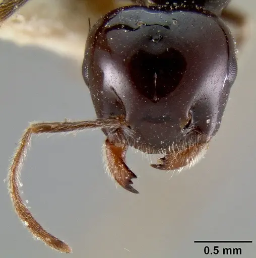 Crematogaster marthae - CASENT0171185