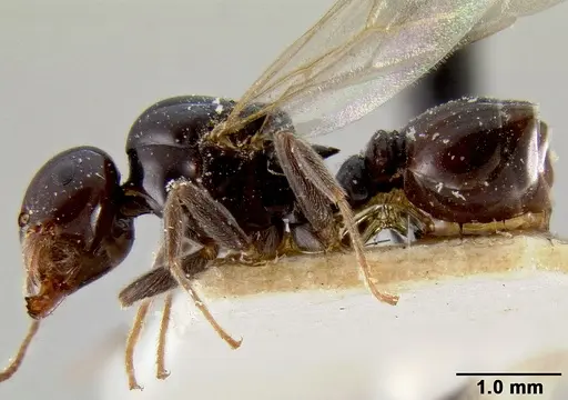 Crematogaster marthae - CASENT0171185