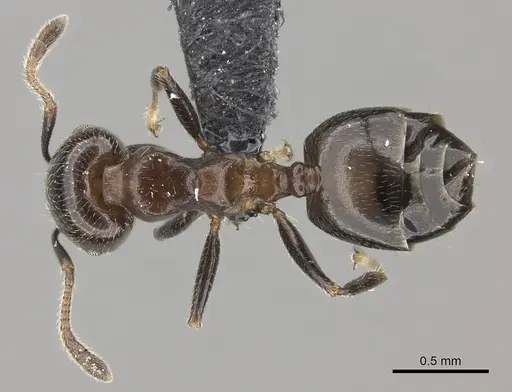 Crematogaster masokely specimen